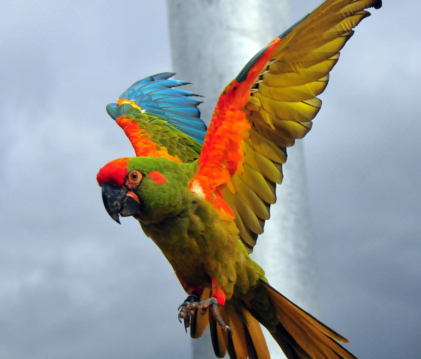 Zoológico de Fauna Sudamericana