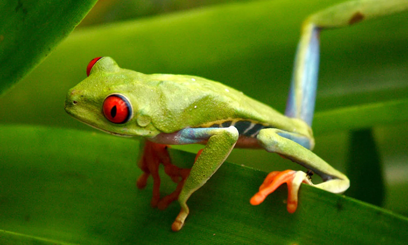 Red-eyed Tree Frog