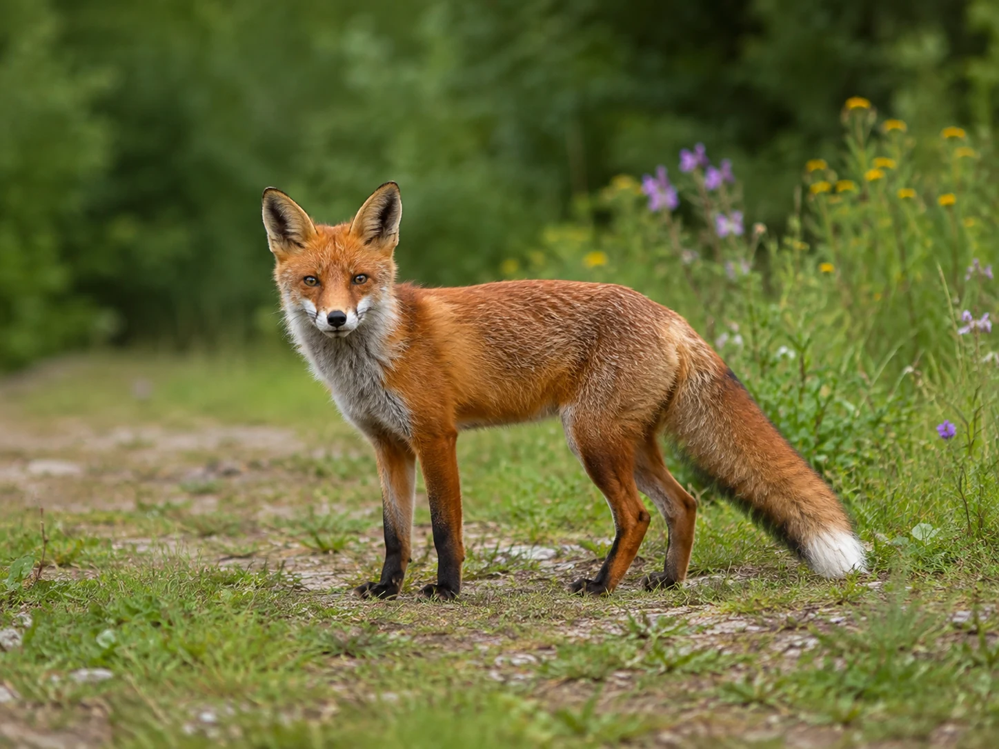 Red Fox