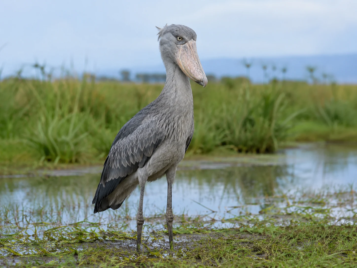 Shoebill